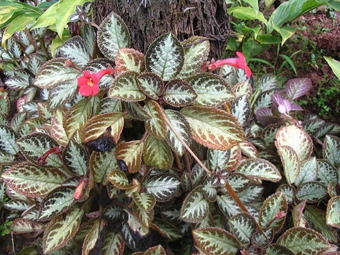Episcia cupreata &copy; <a href="//commons.wikimedia.org/wiki/User:Patrice78500" title="User:Patrice78500">Patrice78500</a>