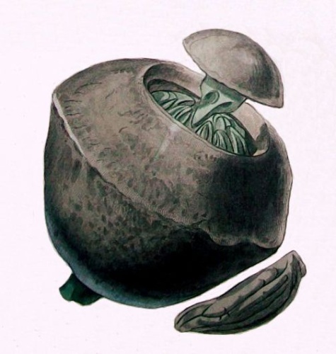 Lecythis zabucajo &copy; Walter Hood Fitch (1817 – 1892)