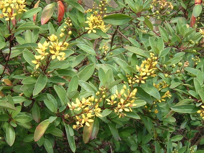 Galphimia gracilis &copy; 