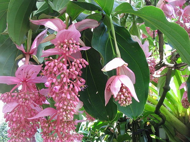 Medinilla magnifica © No machine-readable author provided. <a href="//commons.wikimedia.org/wiki/User:Alberto_Salguero" title="User:Alberto Salguero">Alberto Salguero</a> assumed (based on copyright claims).