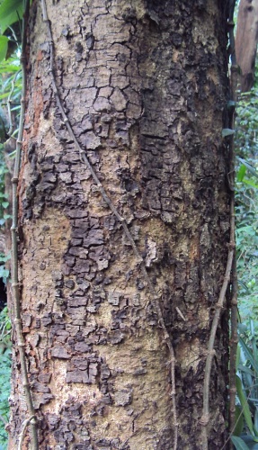 Albizia chinensis © <a href="//commons.wikimedia.org/wiki/User:Vinayaraj" title="User:Vinayaraj">Vinayaraj</a>