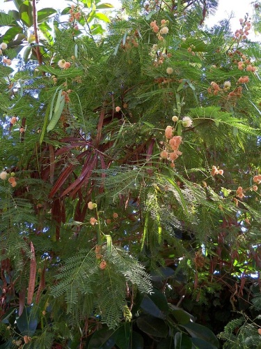 Leucaena leucocephala &copy; <a href="//commons.wikimedia.org/wiki/User:Philmarin" title="User:Philmarin">Philmarin</a>