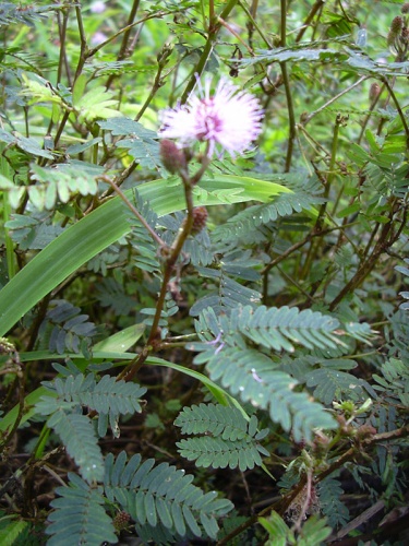 Mimosa pudica &copy; <a rel="nofollow" class="external text" href="http://www.hear.org/starr/">Forest &amp; Kim Starr</a>