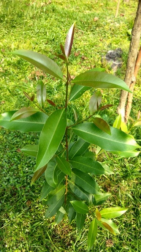 Syzygium cumini © <a href="//commons.wikimedia.org/wiki/User:%E0%A6%95%E0%A6%BE%E0%A6%AE%E0%A6%B0%E0%A7%81%E0%A6%B2_%E0%A6%87%E0%A6%B8%E0%A6%B2%E0%A6%BE%E0%A6%AE_%E0%A6%B6%E0%A6%BE%E0%A6%B9%E0%A7%80%E0%A6%A8" title="User:কামরুল ইসলাম শাহীন">কামরুল ইসলাম শাহীন</a>