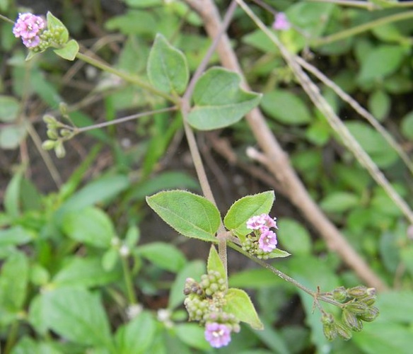 Boerhavia diffusa © <a href="//commons.wikimedia.org/w/index.php?title=User:Neha.Vindhya&amp;action=edit&amp;redlink=1" class="new" title="User:Neha.Vindhya (page does not exist)">Neha.Vindhya</a>
