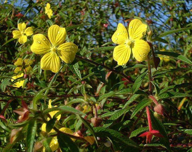 Ludwigia octovalvis &copy; <a href="//commons.wikimedia.org/wiki/User:Tau%CA%BBolunga" title="User:Tauʻolunga">Tauʻolunga</a>