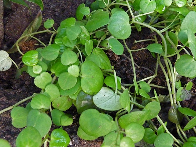 Peperomia serpens © <a href="//commons.wikimedia.org/wiki/User:Jdsteakley" title="User:Jdsteakley">James Steakley</a>
