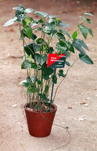 Piper sarmentosum &copy; Sam P Mathew