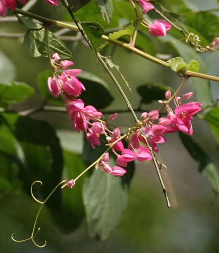 Antigonon leptopus © <a href="//commons.wikimedia.org/wiki/User:J.M.Garg" title="User:J.M.Garg">J.M.Garg</a>