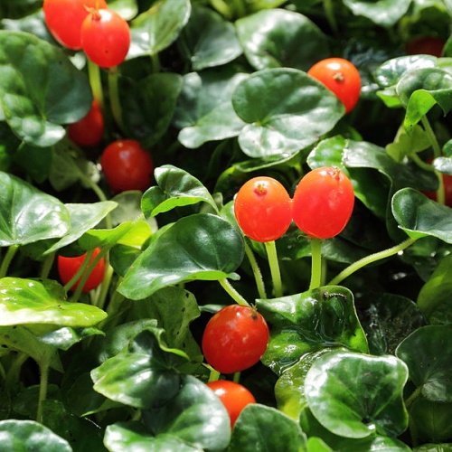 Geophila repens © <a href="//commons.wikimedia.org/wiki/User:C_T_Johansson" class="mw-redirect" title="User:C T Johansson">C T Johansson</a>