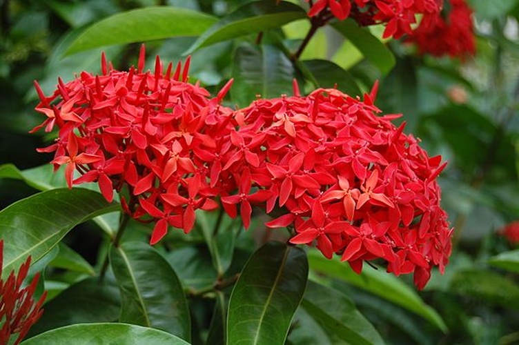 Ixora casei &copy; <a href="//commons.wikimedia.org/wiki/User:Meneerke_bloem" title="User:Meneerke bloem">Meneerke bloem</a>
