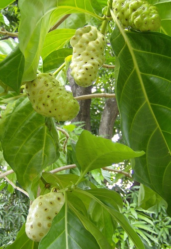 Morinda citrifolia © <a href="//commons.wikimedia.org/wiki/User:The_Photographer" class="mw-redirect" title="User:The Photographer">The Photographer </a>