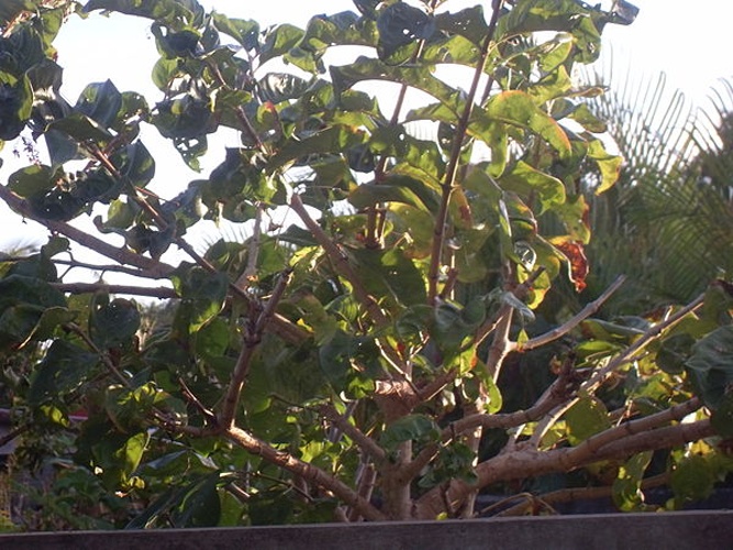 Vangueria madagascariensis &copy; <a href="//commons.wikimedia.org/w/index.php?title=User:Vava3008&amp;action=edit&amp;redlink=1" class="new" title="User:Vava3008 (page does not exist)">Vava3008</a>