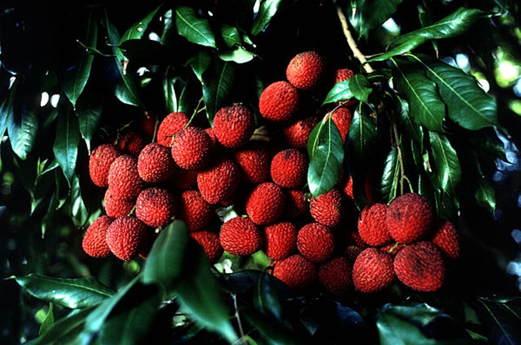 Litchi chinensis &copy; Barry Fitzgerald, USDA