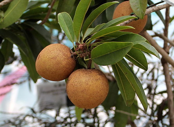 Manilkara zapota &copy; <a href="//commons.wikimedia.org/wiki/User:HK_Arun" title="User:HK Arun">HK Arun</a>