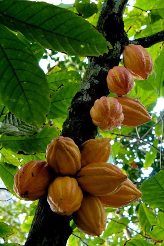 Theobroma cacao &copy; <a href="//commons.wikimedia.org/wiki/User:Luisovalles" class="mw-redirect" title="User:Luisovalles">Luisovalles</a>
