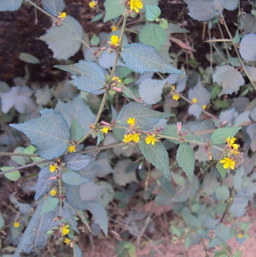 Triumfetta rhomboidea &copy; <a href="//commons.wikimedia.org/wiki/User:Vinayaraj" title="User:Vinayaraj">Vinayaraj</a>