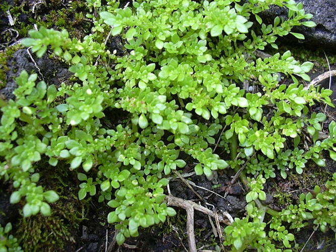 Pilea microphylla © <a rel="nofollow" class="external text" href="http://www.hear.org/starr/">Forest &amp; Kim Starr</a>