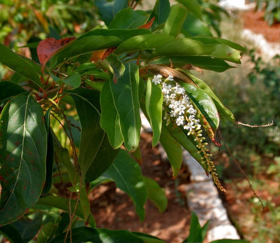 Citharexylum spinosum &copy; <a href="//commons.wikimedia.org/wiki/User:J.M.Garg" title="User:J.M.Garg">J.M.Garg</a>
