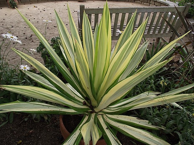 Furcraea foetida © <a href="//commons.wikimedia.org/wiki/User:Tortie_tude" title="User:Tortie tude">Tortie tude</a>