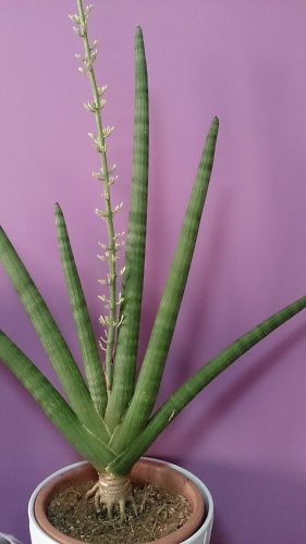 Sansevieria cylindrica &copy; <a href="//commons.wikimedia.org/w/index.php?title=User:Mokkie&amp;action=edit&amp;redlink=1" class="new" title="User:Mokkie (page does not exist)">Mokkie</a>