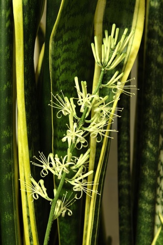 Sansevieria trifasciata &copy; <a href="//commons.wikimedia.org/wiki/User:Mlogic" title="User:Mlogic">Mlogic</a>