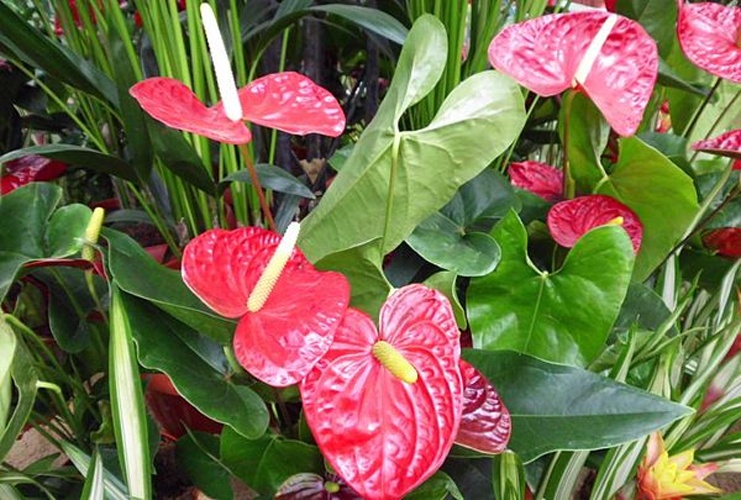 Anthurium andraeanum © <a href="//commons.wikimedia.org/wiki/User:Hatem_Moushir" title="User:Hatem Moushir">Hatem Moushir</a>