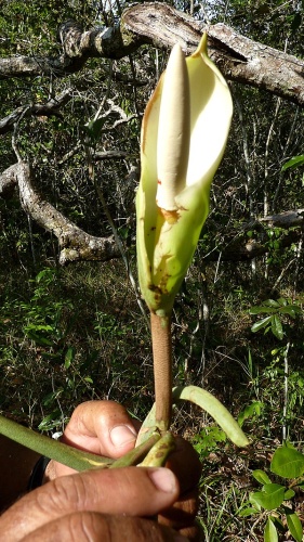 Philodendron pedatum © <a rel="nofollow" class="external text" href="https://www.flickr.com/people/12589168@N00">Alex Popovkin, Bahia, Brazil</a> from Brazil