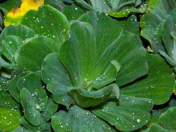 Pistia stratiotes &copy; Kurt Stüber <a rel="nofollow" class="external autonumber" href="http://www.kurtstueber.de/">[1]</a>