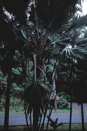 Latania loddigesii © 