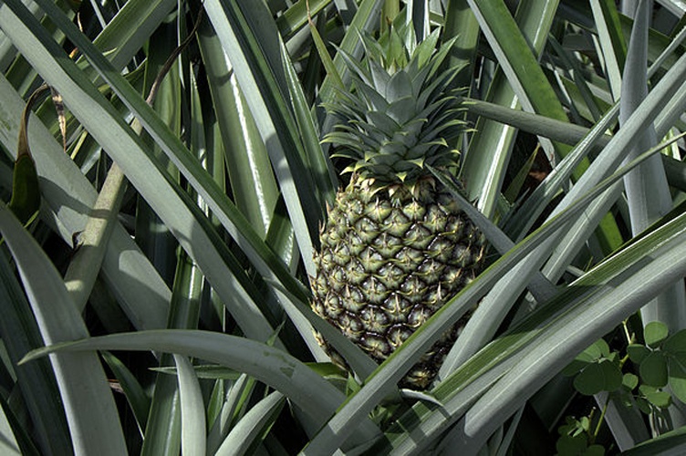 Ananas comosus &copy; Markus Leupold-Löwenthal