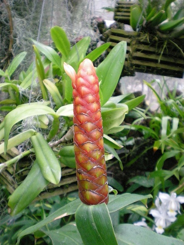 Costus spicatus &copy; <a href="//commons.wikimedia.org/w/index.php?title=User:Murderbike&amp;action=edit&amp;redlink=1" class="new" title="User:Murderbike (page does not exist)">Ben Cody</a>