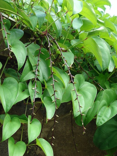 Dioscorea alata &copy; <a rel="nofollow" class="external text" href="http://www.hear.org/starr/">Forest &amp; Kim Starr</a>