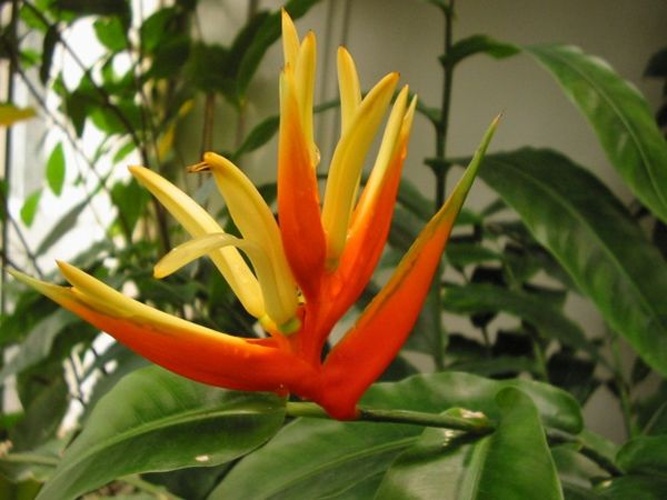 Heliconia aurantiaca &copy; <a href="https://en.wikipedia.org/wiki/fr:User:Bouba" class="extiw" title="w:fr:User:Bouba">Bouba</a> at <a href="https://en.wikipedia.org/wiki/fr:" class="extiw" title="w:fr:">French Wikipedia</a>