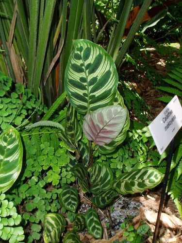 Calathea makoyana © No machine-readable author provided. <a href="//commons.wikimedia.org/wiki/User:Bastique" title="User:Bastique">Bastique</a> assumed (based on copyright claims).