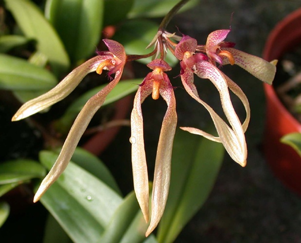 Bulbophyllum longiflorum &copy; Arne and Bent Larsen, Haarby, Denmark