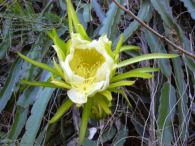 Hylocereus undatus © <a rel="nofollow" class="external text" href="http://www.hear.org/starr/">Forest &amp; Kim Starr</a>