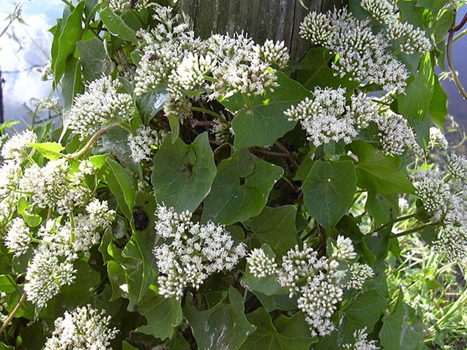 Mikania scandens &copy; <a rel="nofollow" class="external text" href="http://www.hear.org/starr/">Forest &amp; Kim Starr</a>