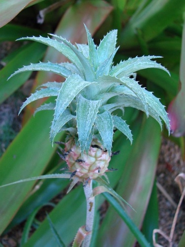 Ananas ananassoides &copy; <a rel="nofollow" class="external text" href="https://www.flickr.com/people/43216777@N04">João Medeiros</a>
