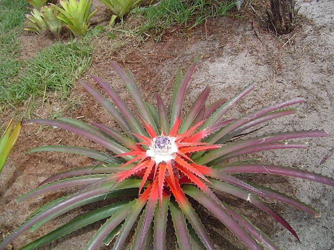Bromelia balansae © <a rel="nofollow" class="external text" href="https://www.flickr.com/people/53844036@N06">Zaida Machado</a>