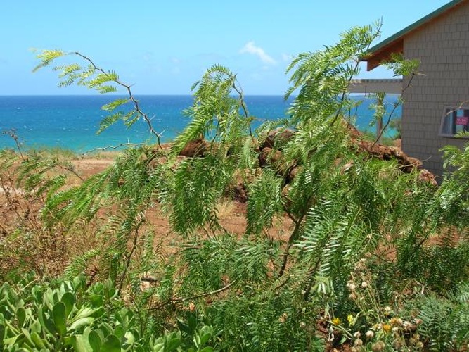 Prosopis juliflora © 