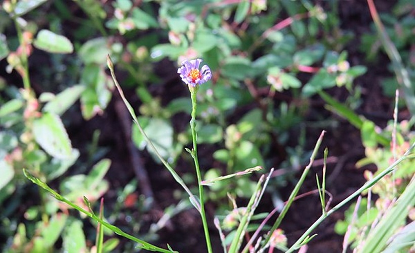 Symphyotrichum subulatum © <a href="//commons.wikimedia.org/wiki/User:Agathman" title="User:Agathman">Agathman</a>