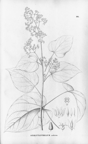 Byttneria catalpifolia &copy; Carl Friedrich Philipp von Martius (1794-1868)