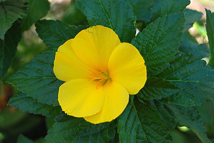 Turnera ulmifolia © <a href="//commons.wikimedia.org/wiki/User:UpstateNYer" class="mw-redirect" title="User:UpstateNYer">UpstateNYer</a>