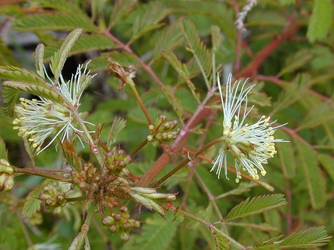 Desmanthus pernambucanus © <a rel="nofollow" class="external text" href="http://www.hear.org/starr/">Forest &amp; Kim Starr</a>