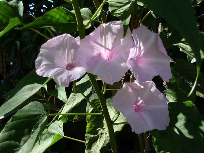 Ipomoea carnea &copy; <a href="//commons.wikimedia.org/wiki/User:Tau%CA%BBolunga" title="User:Tauʻolunga">Tauʻolunga</a>