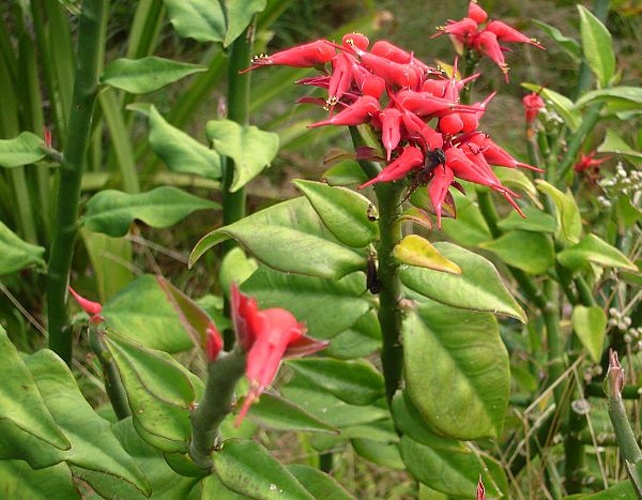Euphorbia tithymaloides &copy; <a href="//commons.wikimedia.org/wiki/User:Tau%CA%BBolunga" title="User:Tauʻolunga">Tauʻolunga</a>