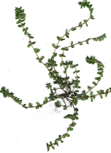 Euphorbia thymifolia © <a rel="nofollow" class="external text" href="http://www.hear.org/starr/">Forest &amp; Kim Starr</a>