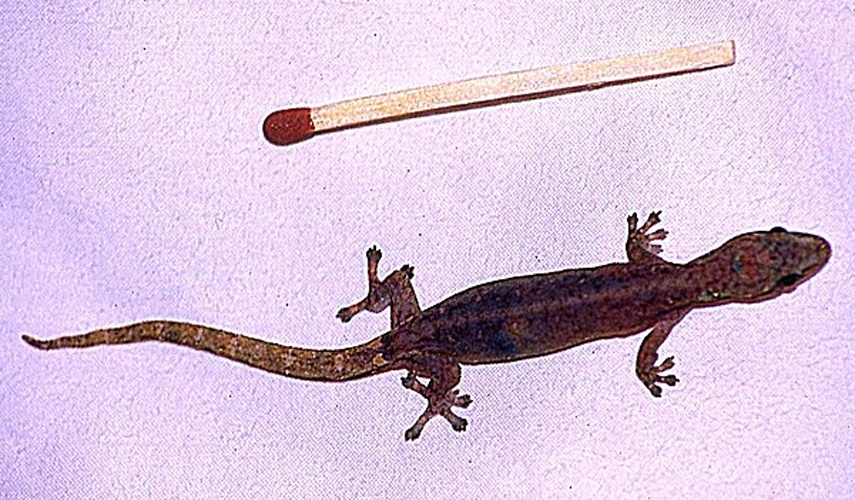 Hemiphyllodactylus typus © Jjargoud