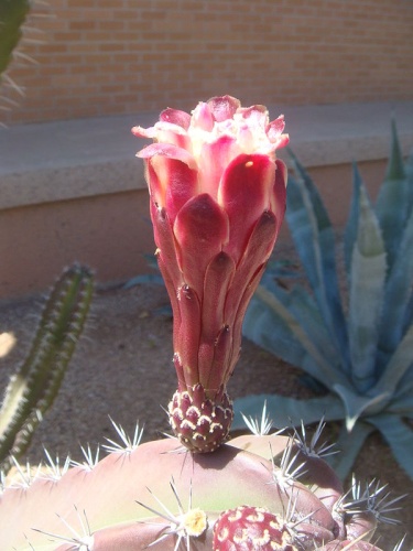 Cereus peruvianus &copy; <a href="//commons.wikimedia.org/wiki/User:Miwasatoshi" title="User:Miwasatoshi">Miwasatoshi</a>